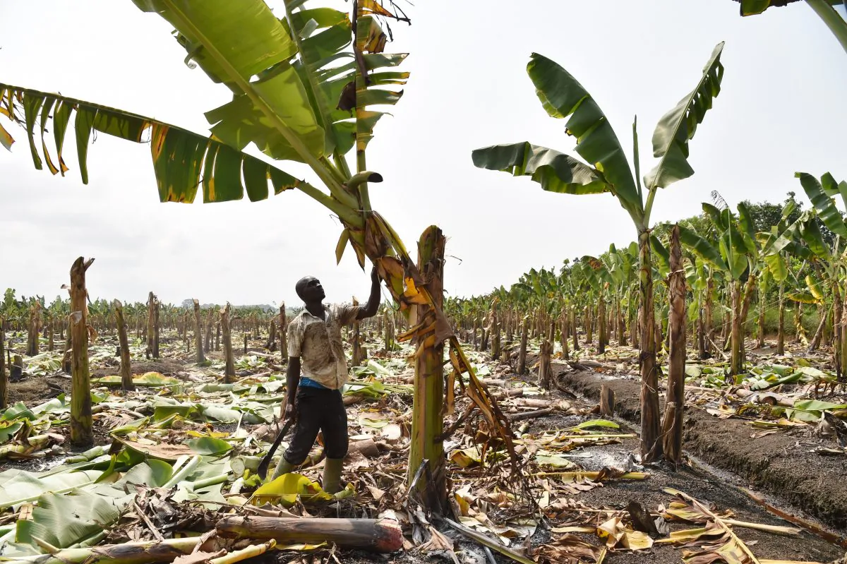 A farmer checks on July 15, 2014 damage on a banana plantation outside the Ivorian town of Dabou, 60 kms west of Abidjan. (Issouf Sanogo/AFP/Getty Images)