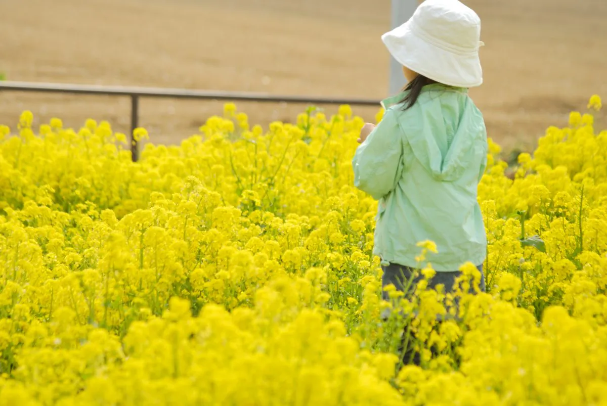 "We found the genetic evidence for an arms race between plants like mustards, cabbage, and broccoli and insects like cabbage butterflies," says Chris Pires.(open-arms/CC BY-NC-ND 2.0)