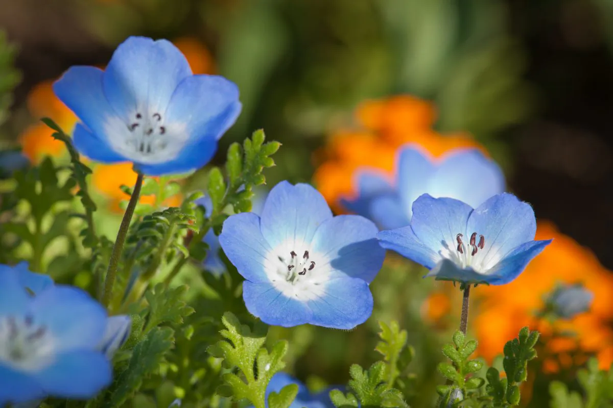 "Our study shows that 15 years of warmer and drier winters are creating a direct loss of native wildflowers in some of California's grasslands," says Susan Harrison. (Peter Kemmer/CC BY-NC-SA 2.0)