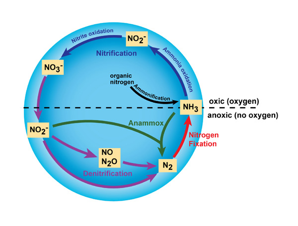 The biological and physical processes that make up the nitrogen cycle. (KoiQuestion, CC BY-SA 2.0)
