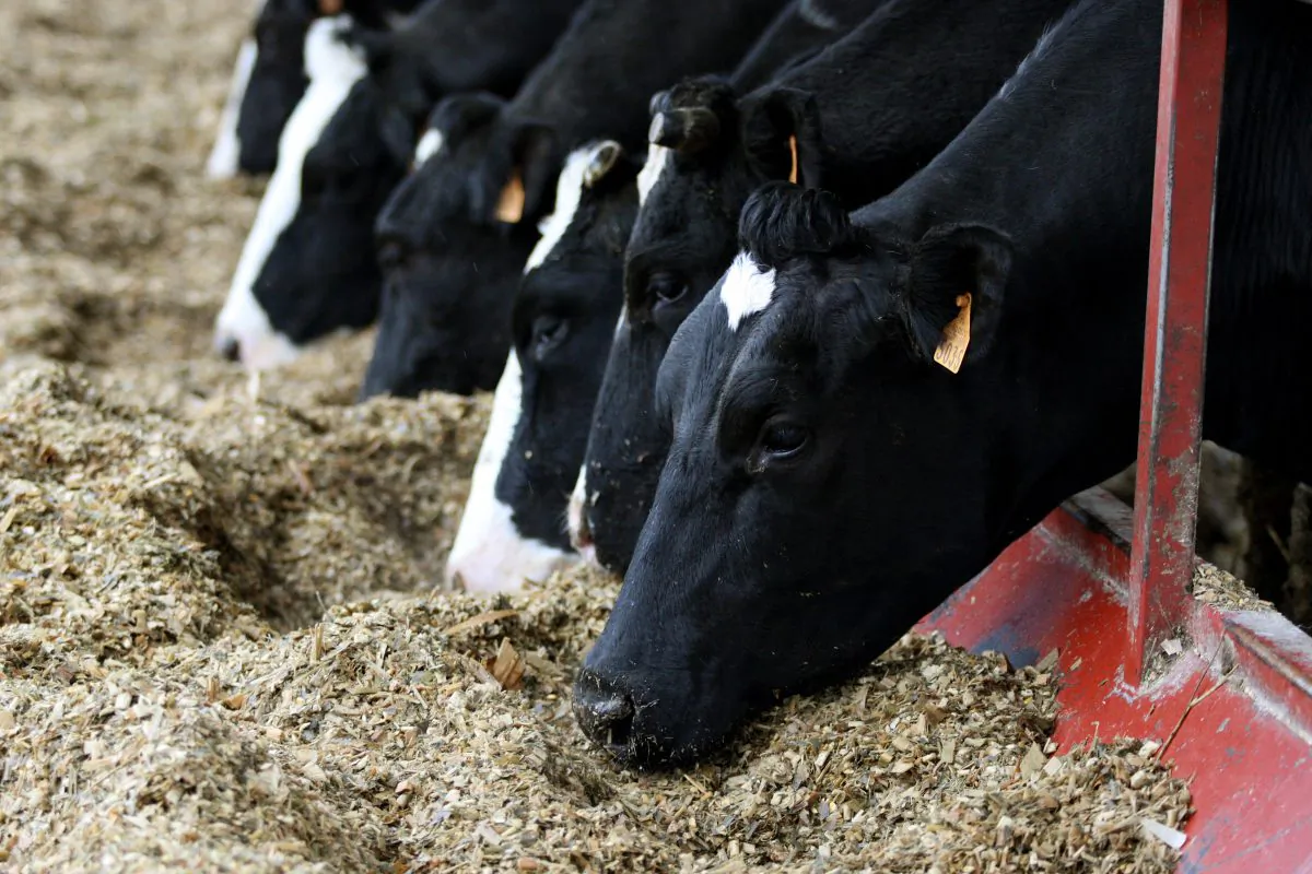 Cows eat at a farm in Mesnil-Aubert, western France on Feb. 25, 2010. (Kenzo Tribouillard/AFP/Getty Images)