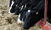 EU Finalizes Anti-Dumping Duty on Lysine Imports From China