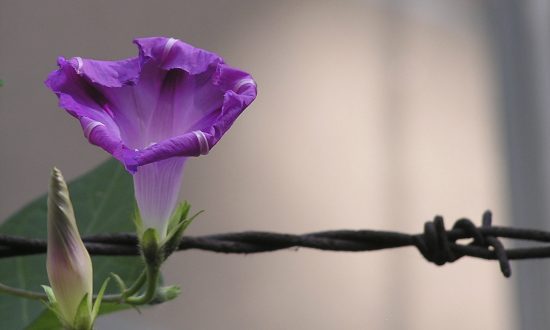 Astounding Coincidences That Saved Lives During the Holocaust—Fate?