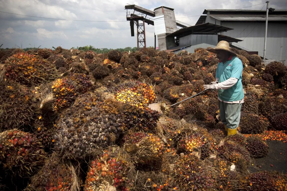 Efforts to Produce Palm Oil Sustainably Are Actually Profitable for Businesses, Study Finds