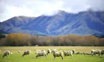 Where to Have a Luxury Holiday in New Zealand