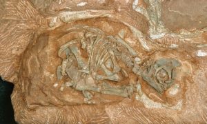 Researchers Find Fossilized Egg Containing Remains of World’s Most Complete Baby Dinosaur Embryo