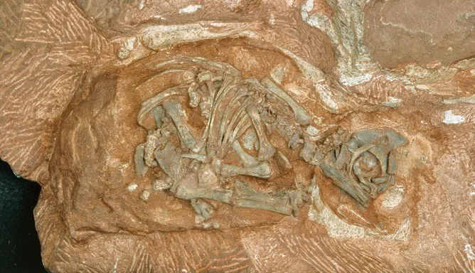 Dinosaur Eggs Get Ready to Hatch Their Secrets—200 Million Years Later