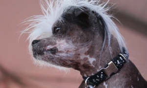 World's Ugliest Dog Competition Crowns a Winner (Video)