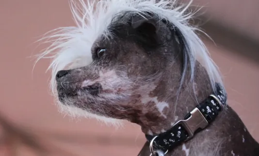 World’s Ugliest Dog Competition Crowns a Winner (Video)