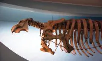 Study: Humans Causing Sixth Extinction Event on Earth