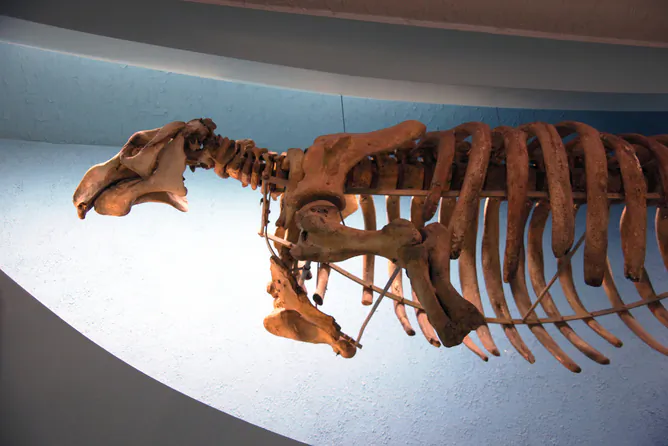 A Steller sea cow skeleton: extinct in 1768. (Tim Evanson/flickr, CC BY-SA)