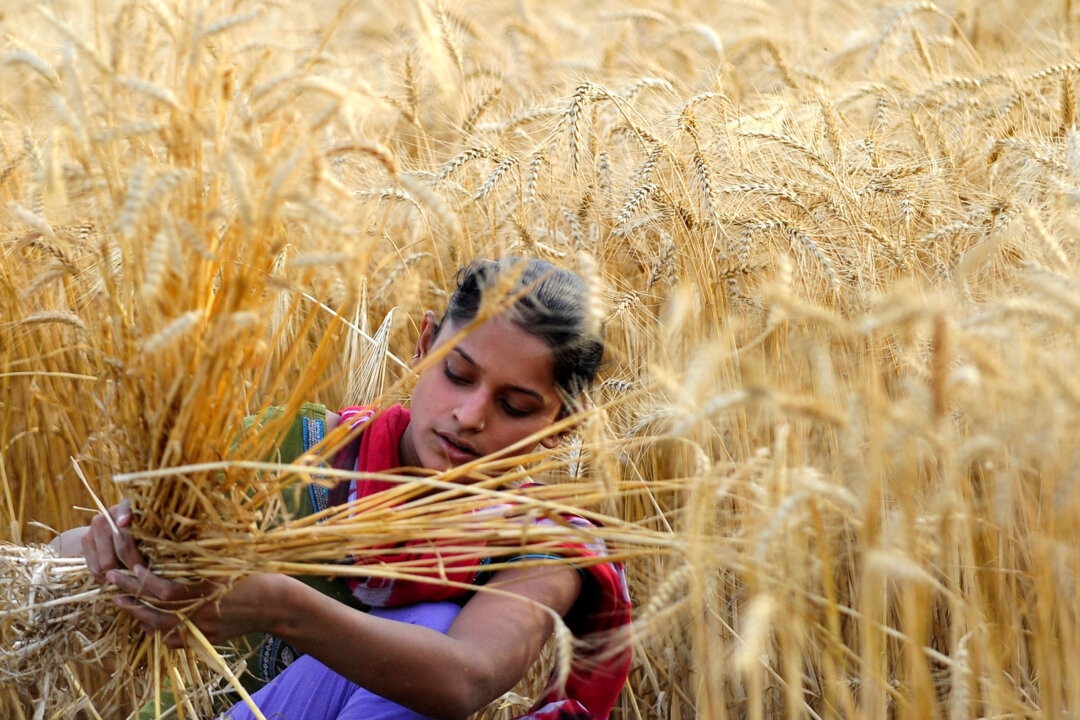 An Indian farmer harvests wheat at a field near Allahabad on April 8, 2013. (Sanjay Kanojia/AFP/Getty Images)