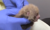 Smithsonian Gives The Public a Peek at Its Adorable New Baby Red Pandas (Video)