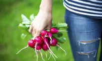 5 Simple Rules for a Healthy Life