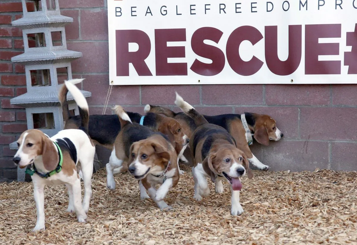 Beagles that were released after years of being used for drug testing play at the Beagle Freedom Project facility in Los Angeles on Feb. 27, 2013. (AP Photo/Nick Ut)