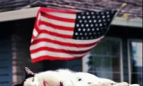 Why a Catnap at Work Is a Nifty Idea
