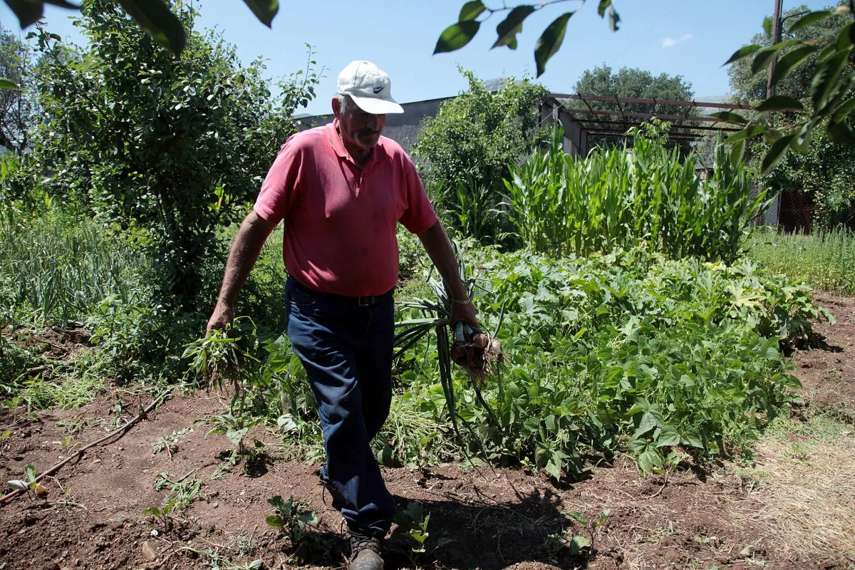 In this photo taken on Thursday, July 2, 2015 Ilias Mathes works at his garden in the village of Karitaina about 210km (131 miles) southwest of Athens. Its distinctive Byzantine churches and stone-wrought homes, and the magnificent view of the mountains, rivers and valleys, won it a place on the back of the 5,000 drachma bill before the Greek currency was phased out when the euro was introduced in 2002, and now many people are returning to the old times of living off the land and away from the concerns of euro currency controls. (AP Photo/Spyros Tsakiris)