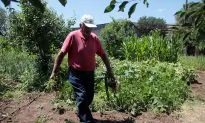 Greek Villagers’ Secret Weapon: Grow Your Own Food