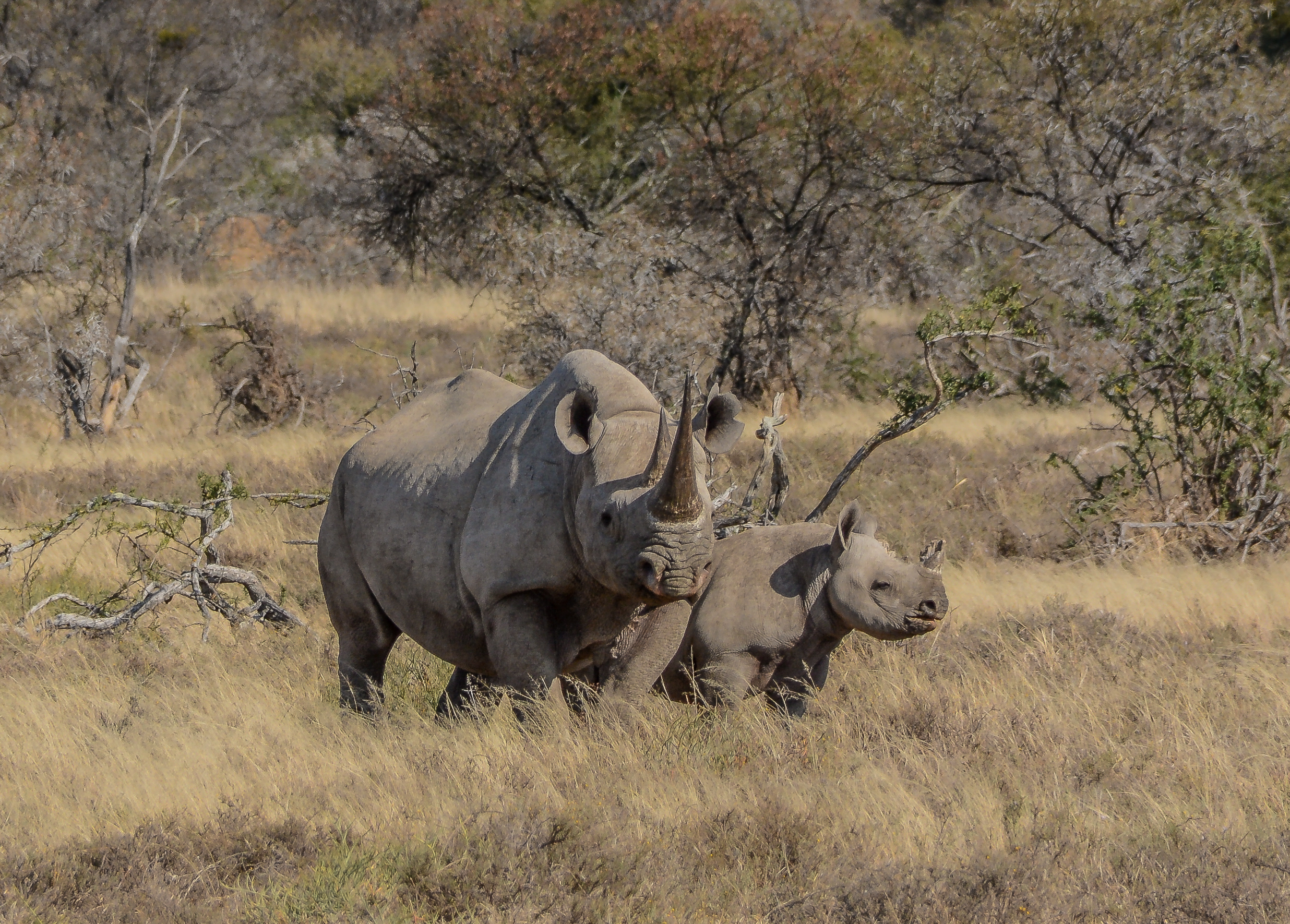 Носорог природная зона. Национальный парк Серенгети носороги. Национальный парк Гарамба в Африке. Носорог Нгоронгоро Крюгер Серенгети. Парк Серенгети Бегемоты в.
