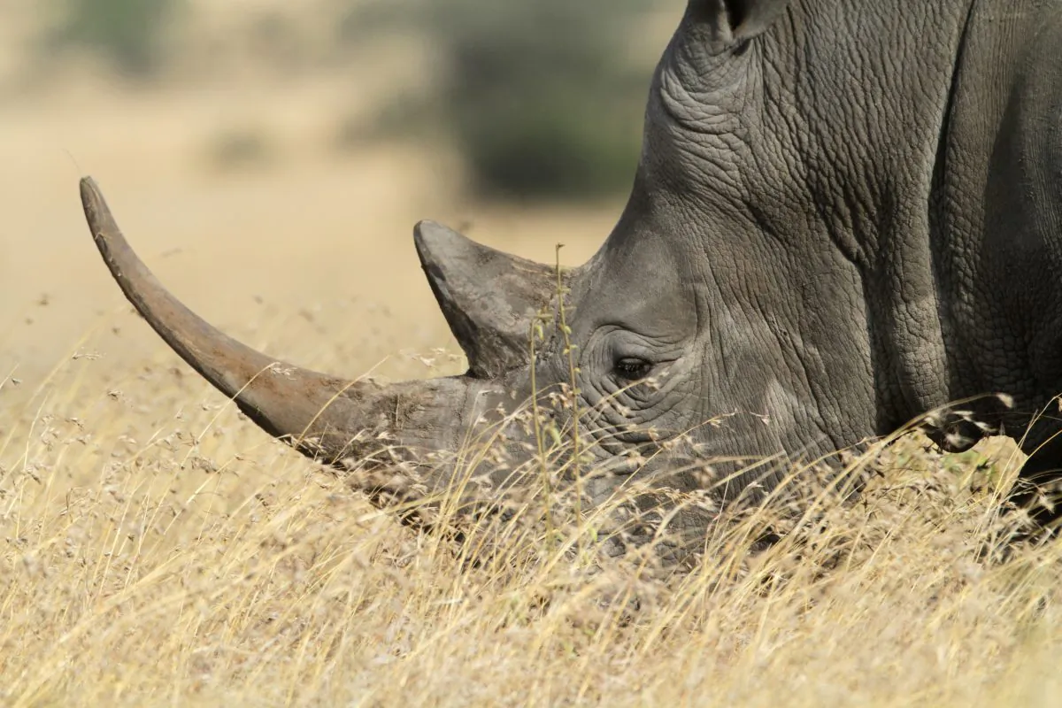 Will synthetic rhino horns decrease demand or aid law enforcement? (Valentina Storti/CC BY-NC 2.0)