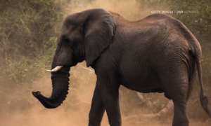 Scientists Resurrect Mammoth Gene to See How They Differed From Elephants (Video)
