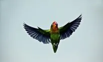 Quick Peeks Let Lovebirds Maneuver in Flight
