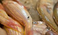 Are You Eating Tainted Seafood From China?
