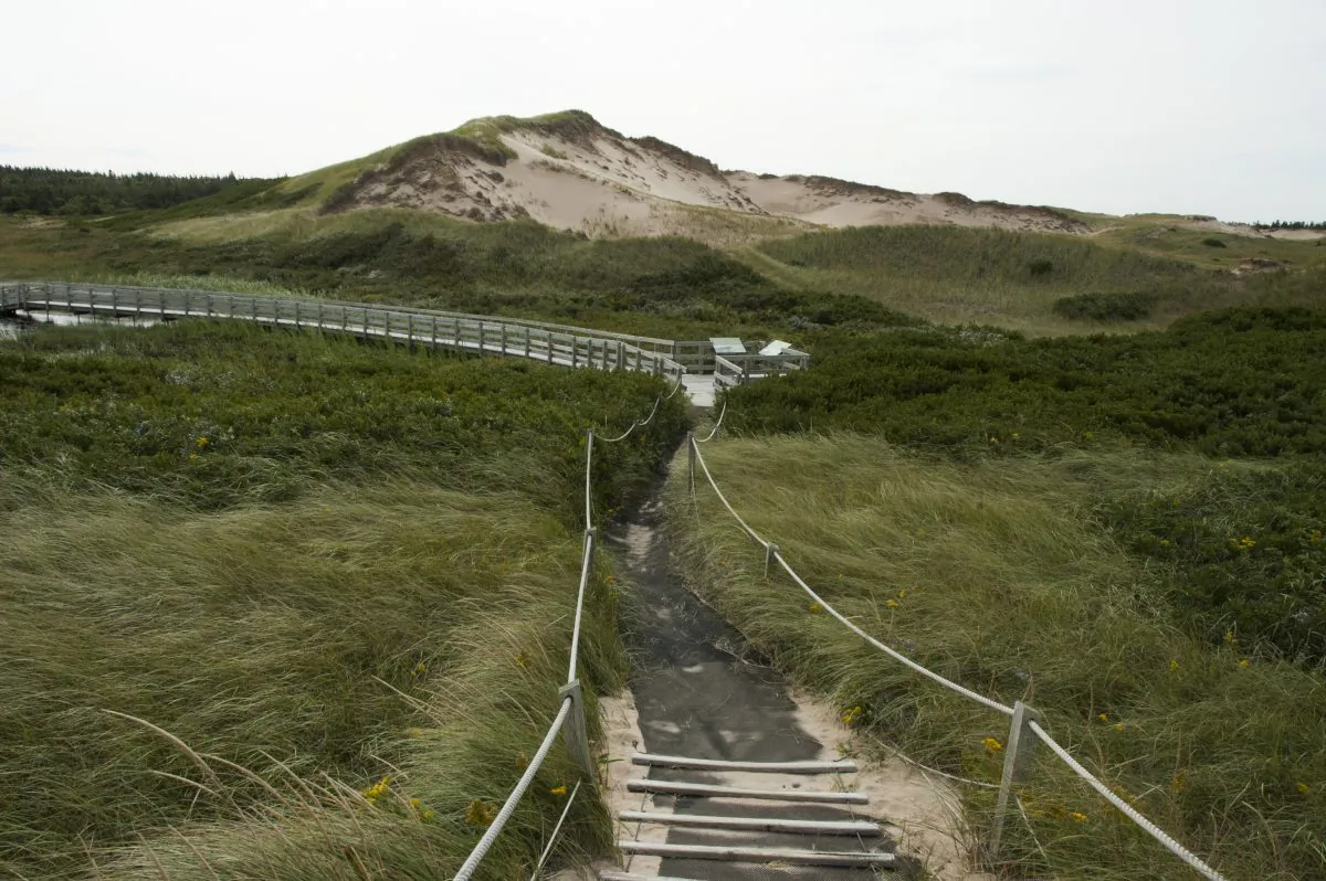 Boardwalk at the Greenwich Dunelands Trail, part of Prince Edward Island National Park. The Greenwich section of the park consists of floating boardwalks, parabolic dunes, several sandy beaches, and rare flora and fauna. (Carole Jobin)