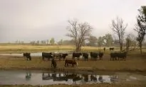 US Government Steps Up Drought Aid