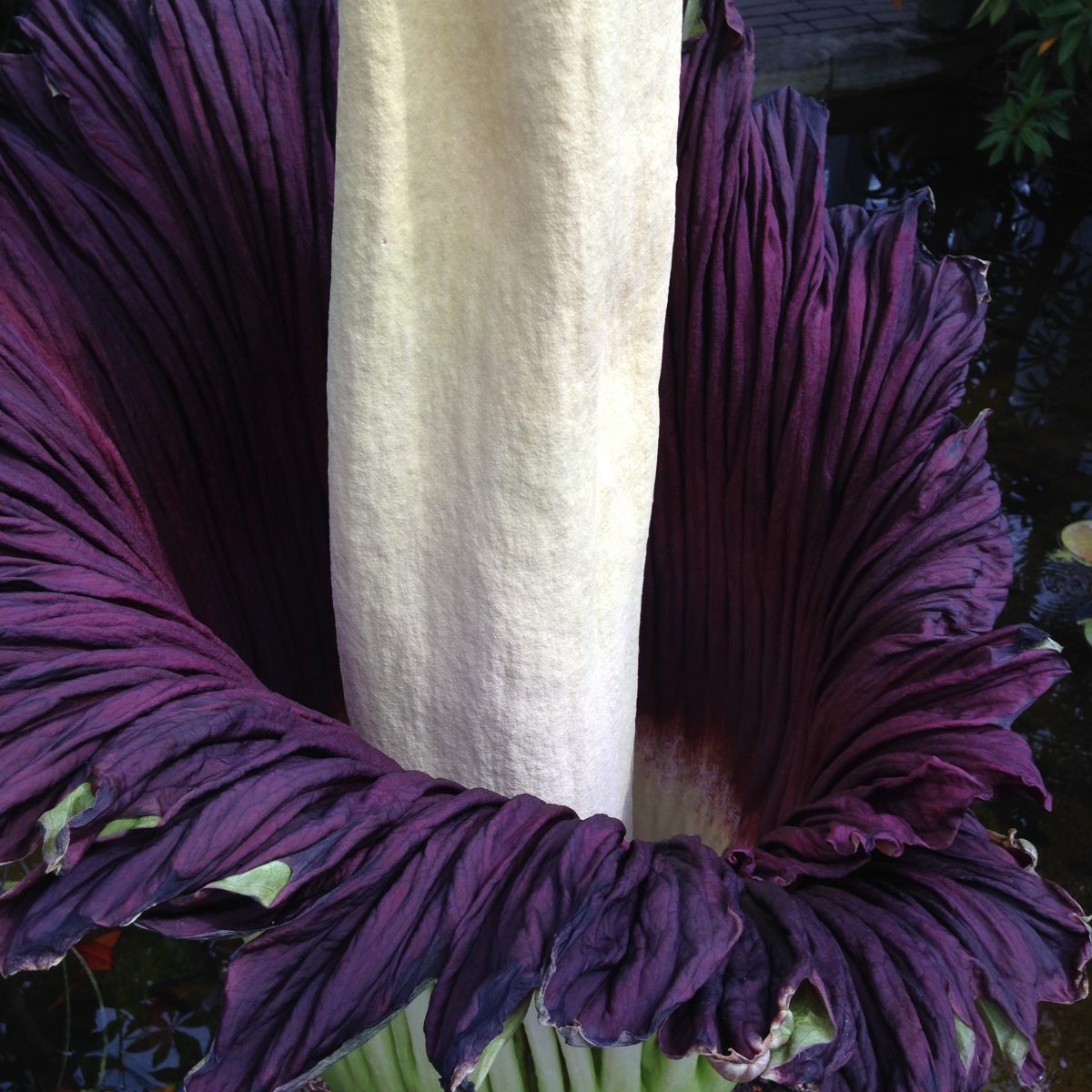 The Secret of the World’s Smelliest Flower