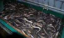 The Mystery of European Eels’ 3,100-Mile Migration