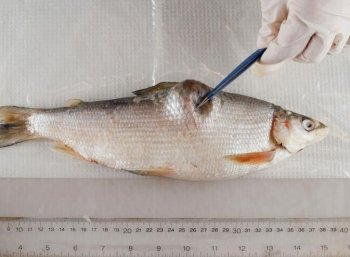 A deformed whitefish from Lake Athabasca, collected by Ray Ladouceur in December 2009. (John Ulan/EPIC Photography)