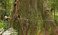 Population of Old-Growth Trees Being Decimated