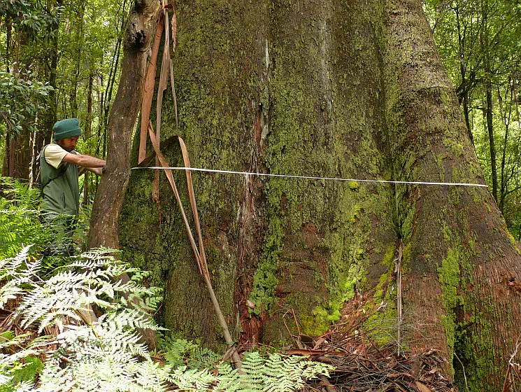A Californian redwood. More than 95 percent of California's majestic coastal redwoods have been lost to logging and forest clearing, part of an accelerating global trend, according to new research. (R. Butler)