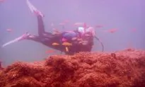 In Florida, New Artificial Reef for Diving