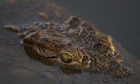 Crocodile Escape in Mexico Refuge Poses No Threat, Officials Say