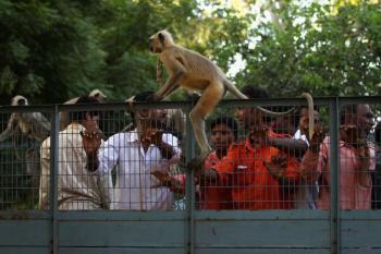 Langur Monkeys with trainers in New Delhi, Sept. 28. (Cameron Spencer/Getty Images)