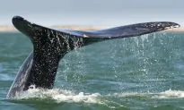 Japanese Whaling ‘Unprofitable,’ Can’t Survive Without Taxpayer Money