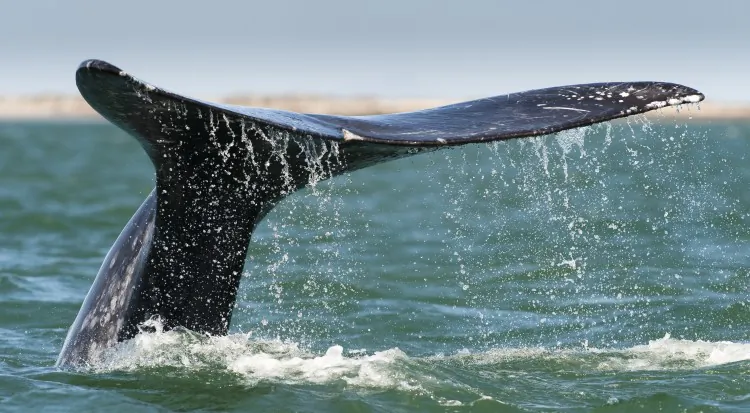 A gray whale's flukes are seen at the San Ignacio Lagoon, Baja California Sur state, Mexico on Feb. 28, 2010. (Omar Torrest/AFP/Getty Images)