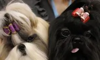 Pets Are Family Too, So Remember Them in Your Will