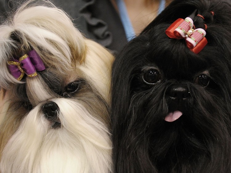 Pampered pups participate in Dog and Cat Show in New York, Oct.17, 2010 (Michael Loccisano/Getty Images)