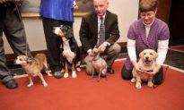 New Dog Breeds: Three New Breeds Announced by Kennel Club (Photo)