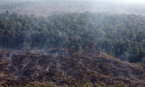 Fires Rage in Indonesian Park Illegally Trashed for Palm Oil
