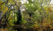 Autumn Colors Near Sevastopol, Ukraine, In Photos