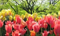 The Tulip: A Spring Blossom’s Curious History