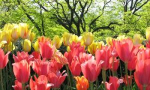 The Tulip: A Spring Blossom's Curious History