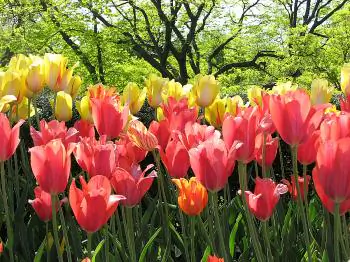 The Tulip: A Spring Blossom’s Curious History