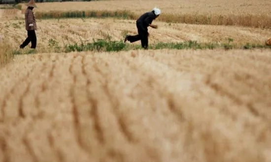 Millions of Tons of Chinese Grain Poisoned by Heavy Metals