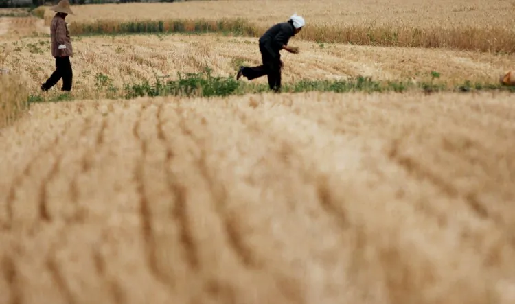Farm workers glean wheat in a field on May 29, 2011 in Huaibei, Anhui Province of China. Anhui province will put 125,000 combine harvesters into this wheat harvest season, and it's estimated that the work will be completed basically in 10 days. (Photo by ChinaFotoPress/Getty Images)