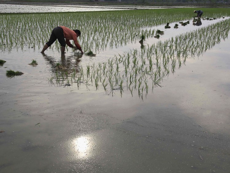NextImg:Over 30 Million Chinese Elderly Make a Living Doing Manual Labor
